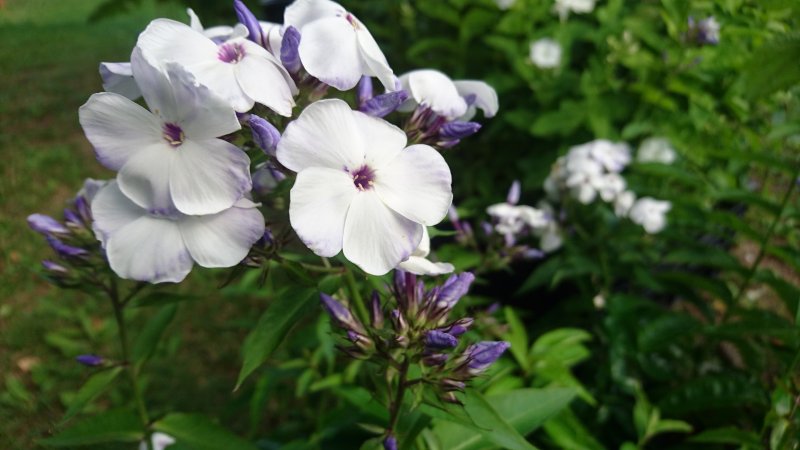 Phlox paniculata 'Flame Blue' Aed-leklill